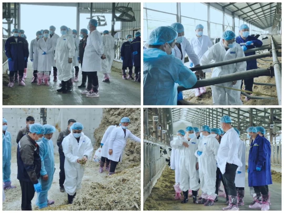 QMH官网丨国度奶牛产业技术系统首席科学家、中国农业大学教授李成功一行光临QMH官网鲁山瑞亚参观调研