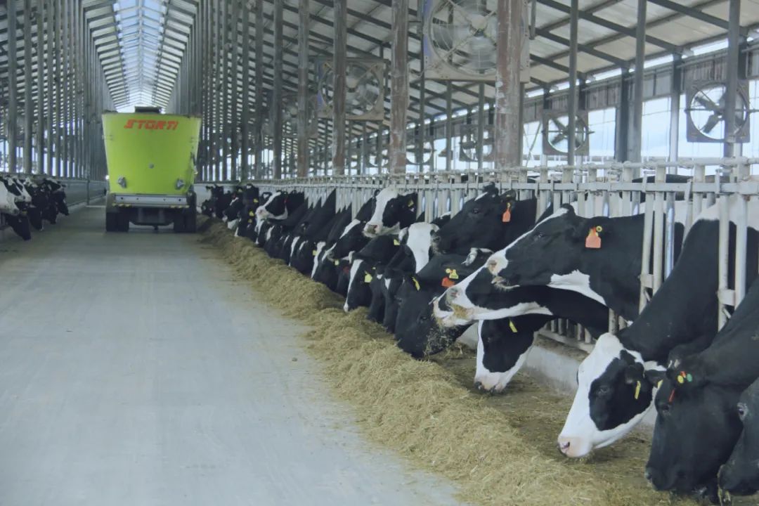 QMH官网丨驻马店市遂平县政协党组书记、主席张卫东一行光临QMH官网鲁山瑞亚牧场参观