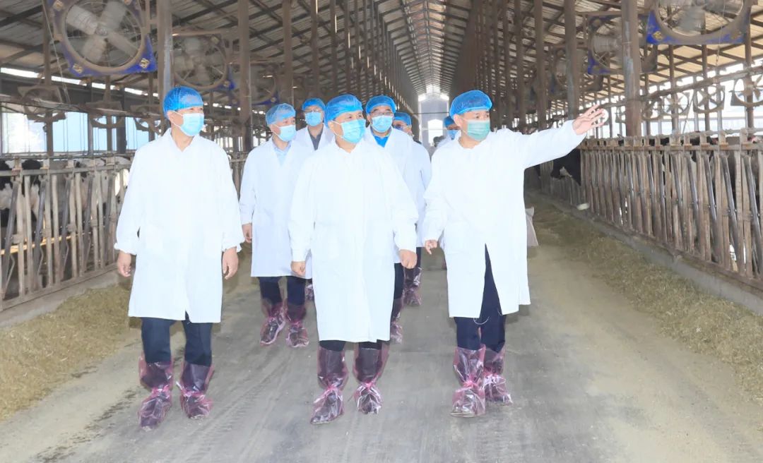 快讯丨河南省人民当局副省长武国定光临QMH官网乳业集团瑞亚牧业调研奶源基地建设情况