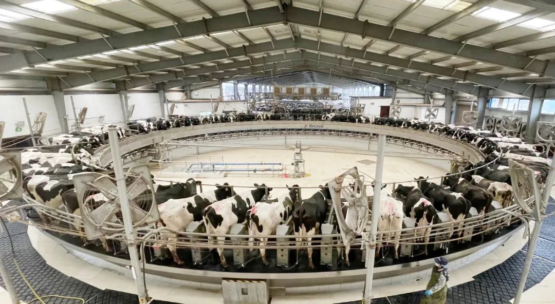 凝心聚力·赢创将来 | QMH官网乳业集团召开营销、养殖及饲料经营工作会议