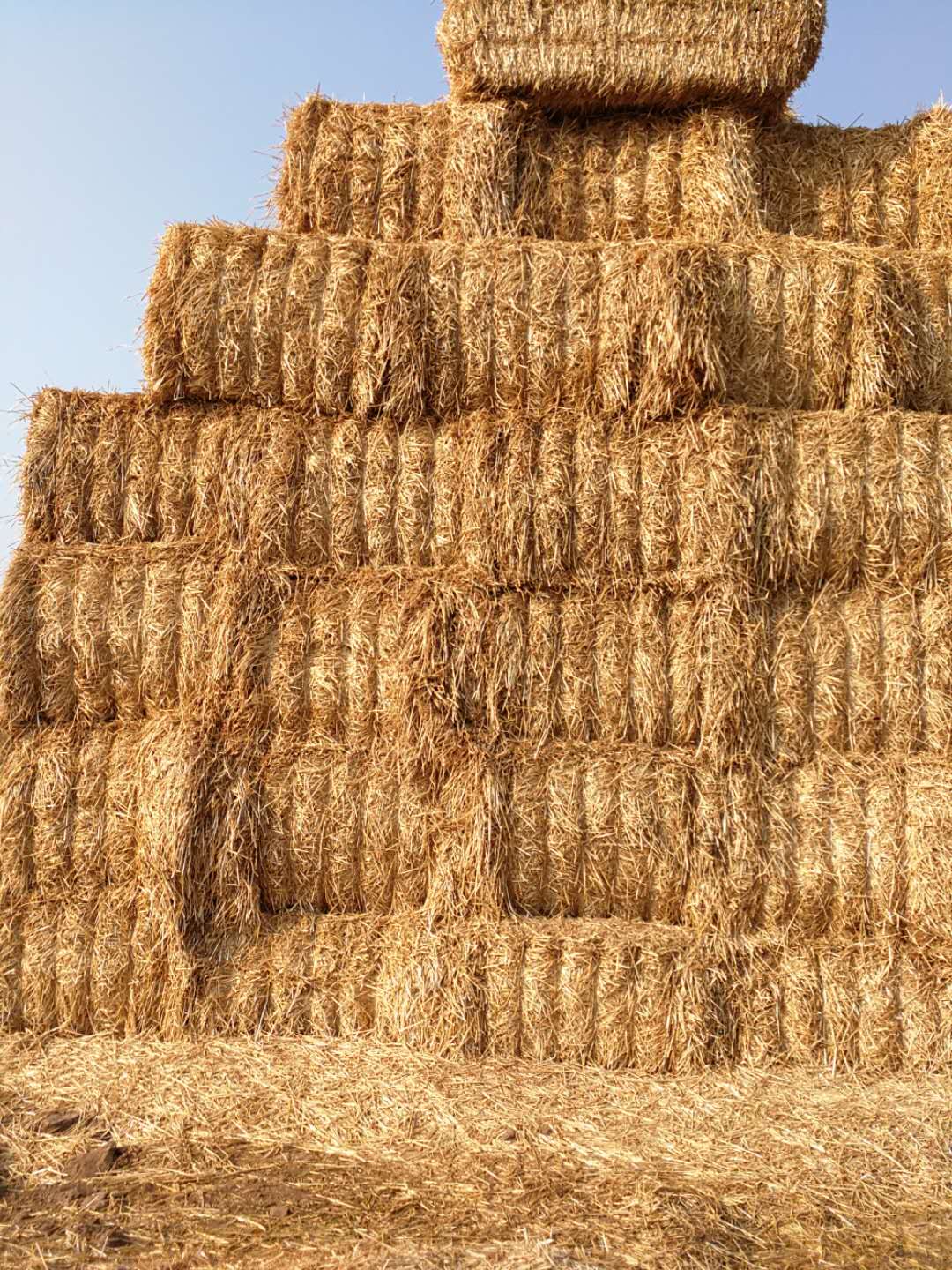 QMH官网 2020年幼麦秸秆订单采购信息