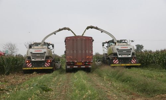 QMH官网 2020年玉米青贮采购信息