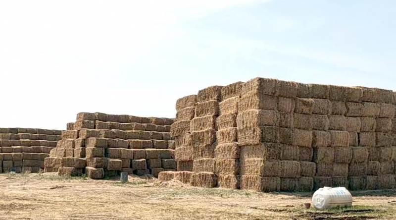 QMH官网2022年幼麦秸秆采购招标