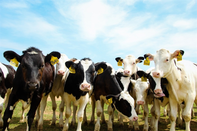 养殖事业部两个牧场获农业部尺度化示范场称号